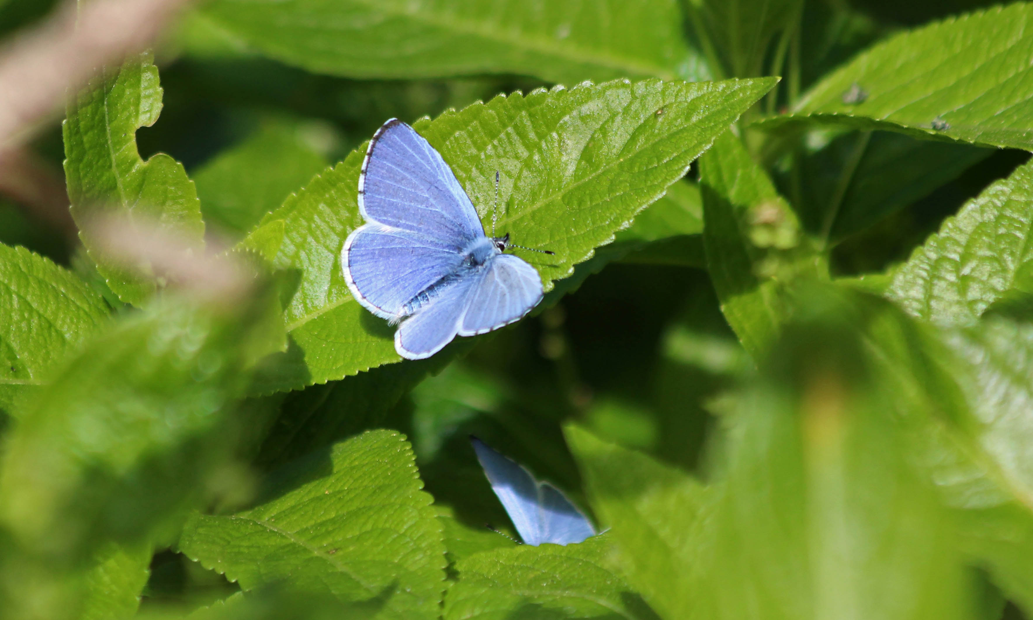210421 holly blue