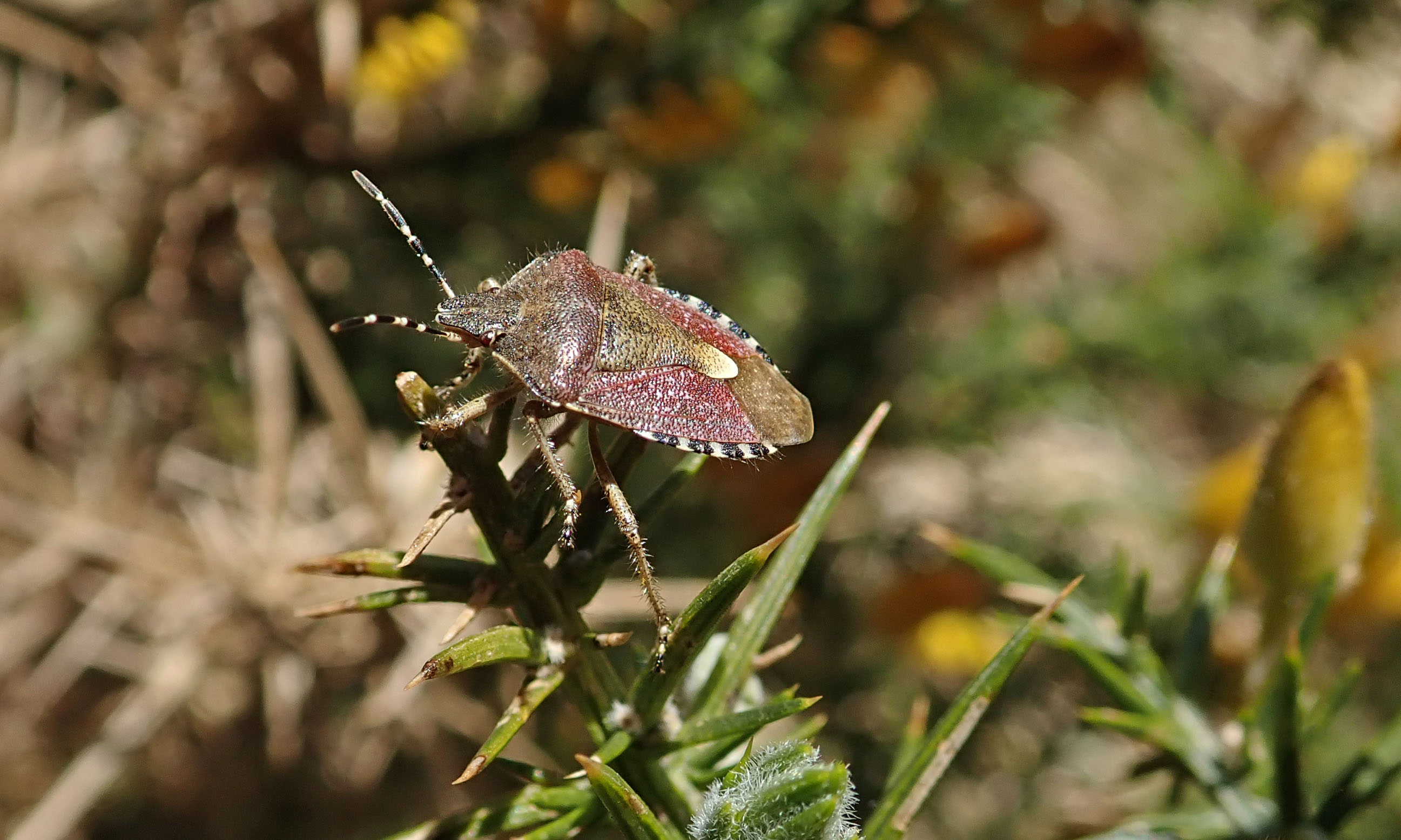 210422 hairy shieldbug (2)