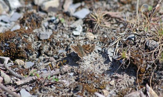 210424 dingy skipper