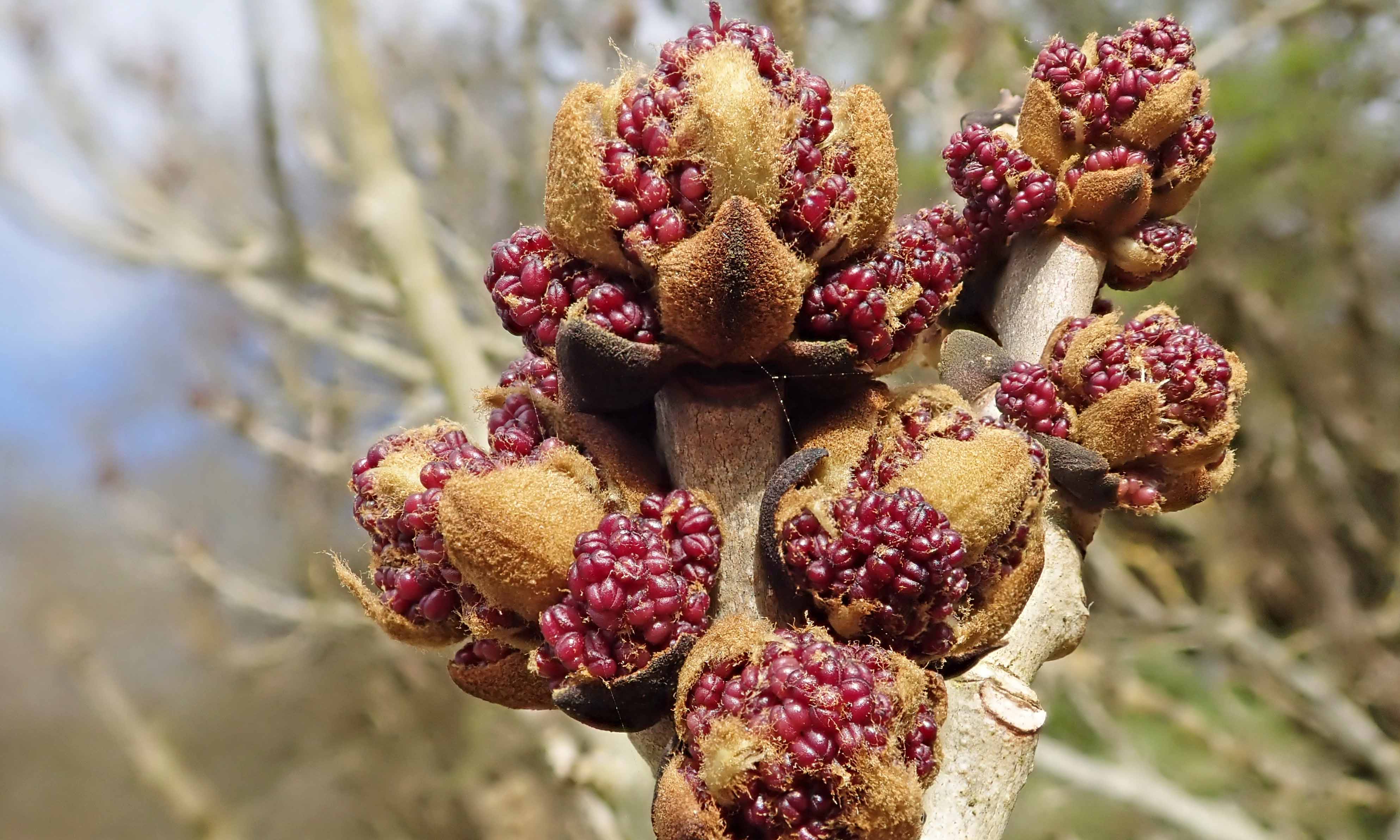 210425 ash flowers (1)