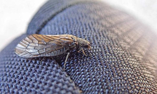 210426 caddisfly (1)