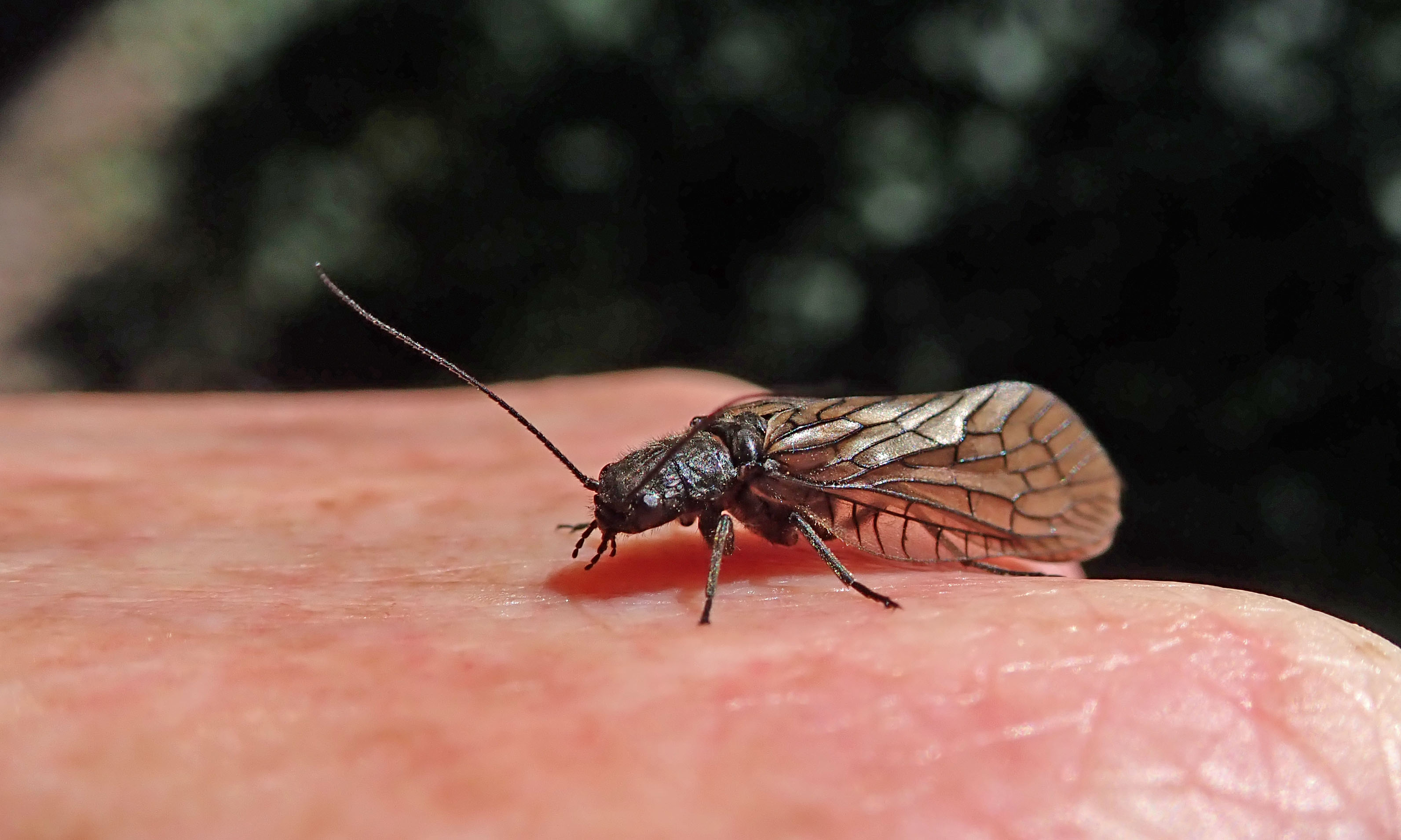 210426 caddisfly (2)