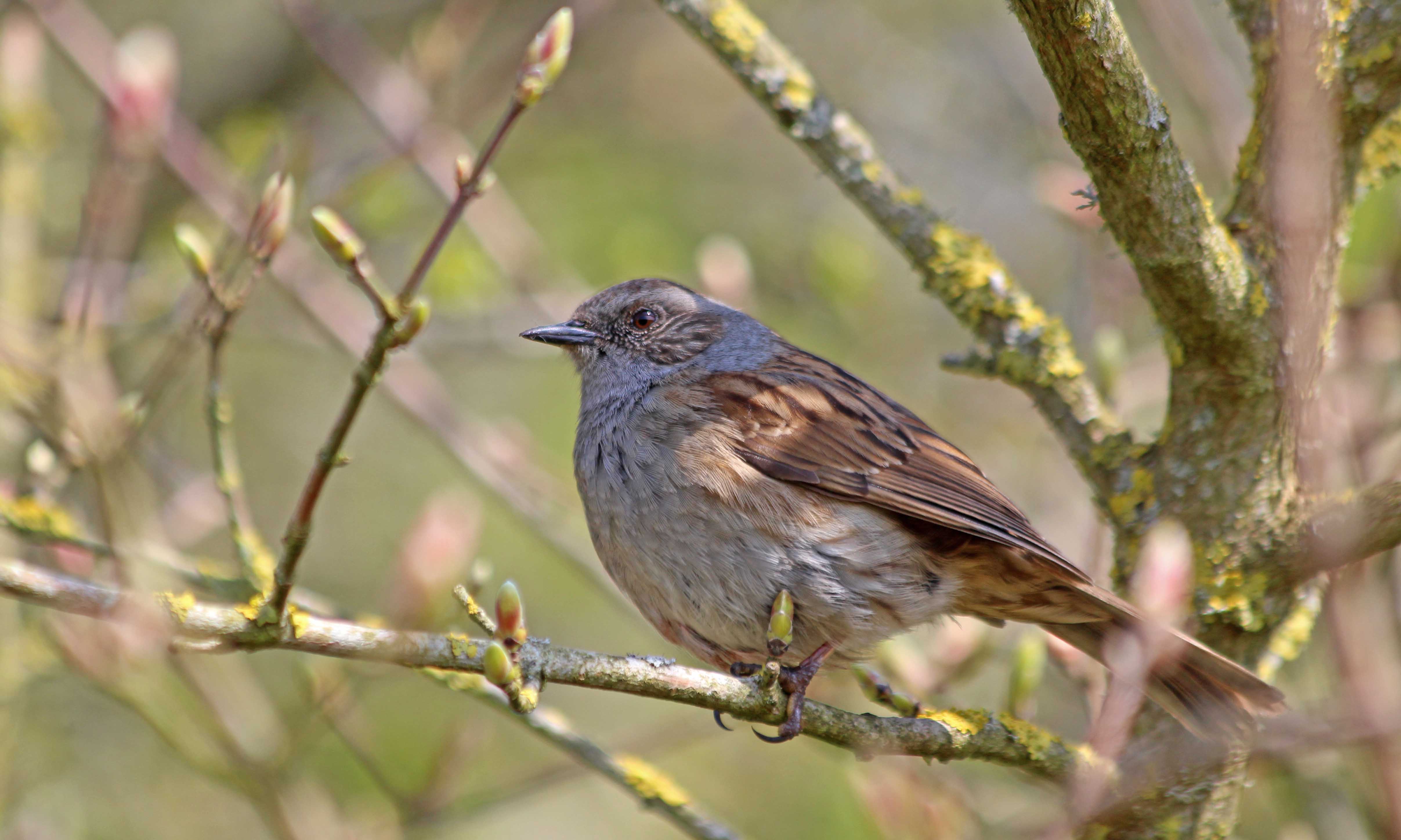 210427 dunnock (2)