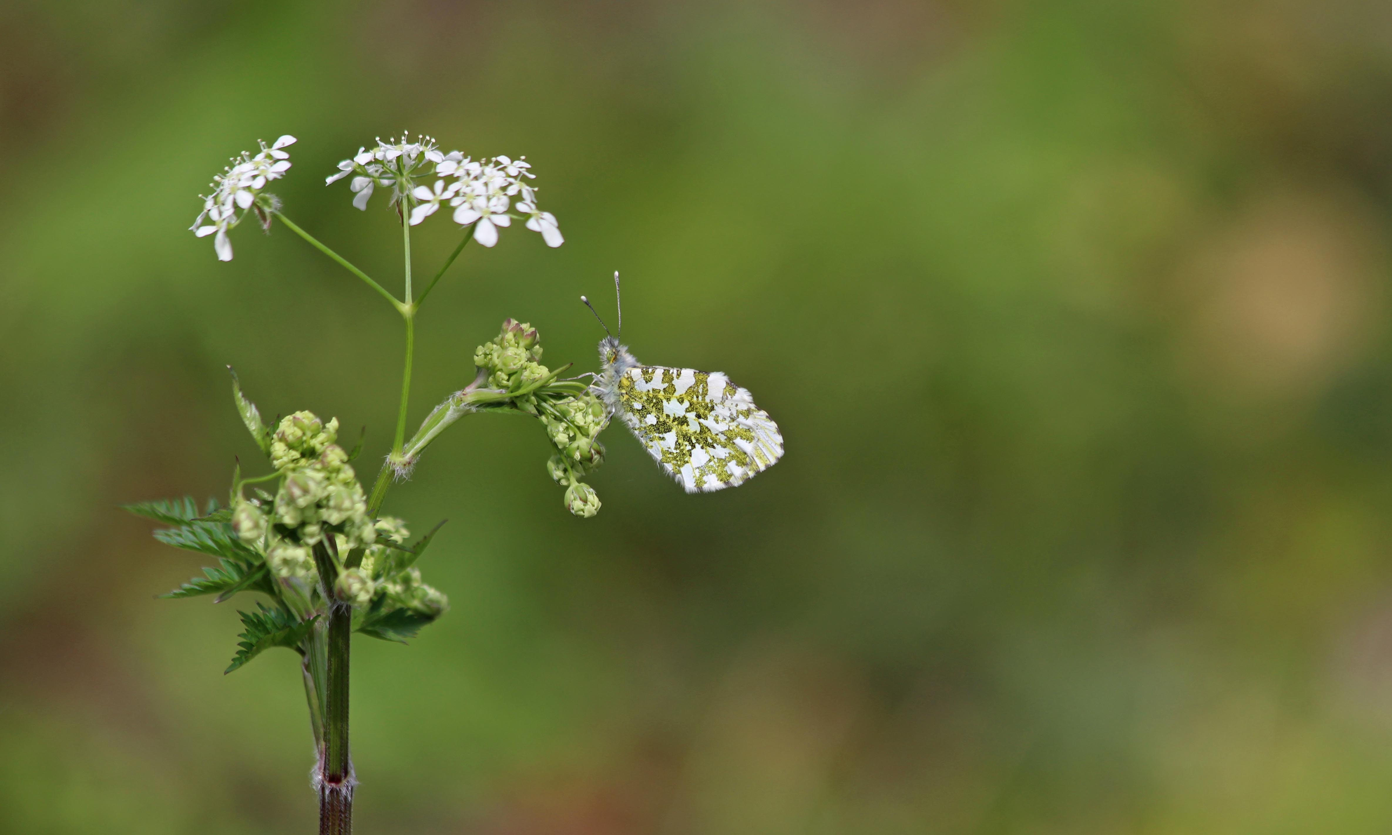 210501 orange-tip (1)