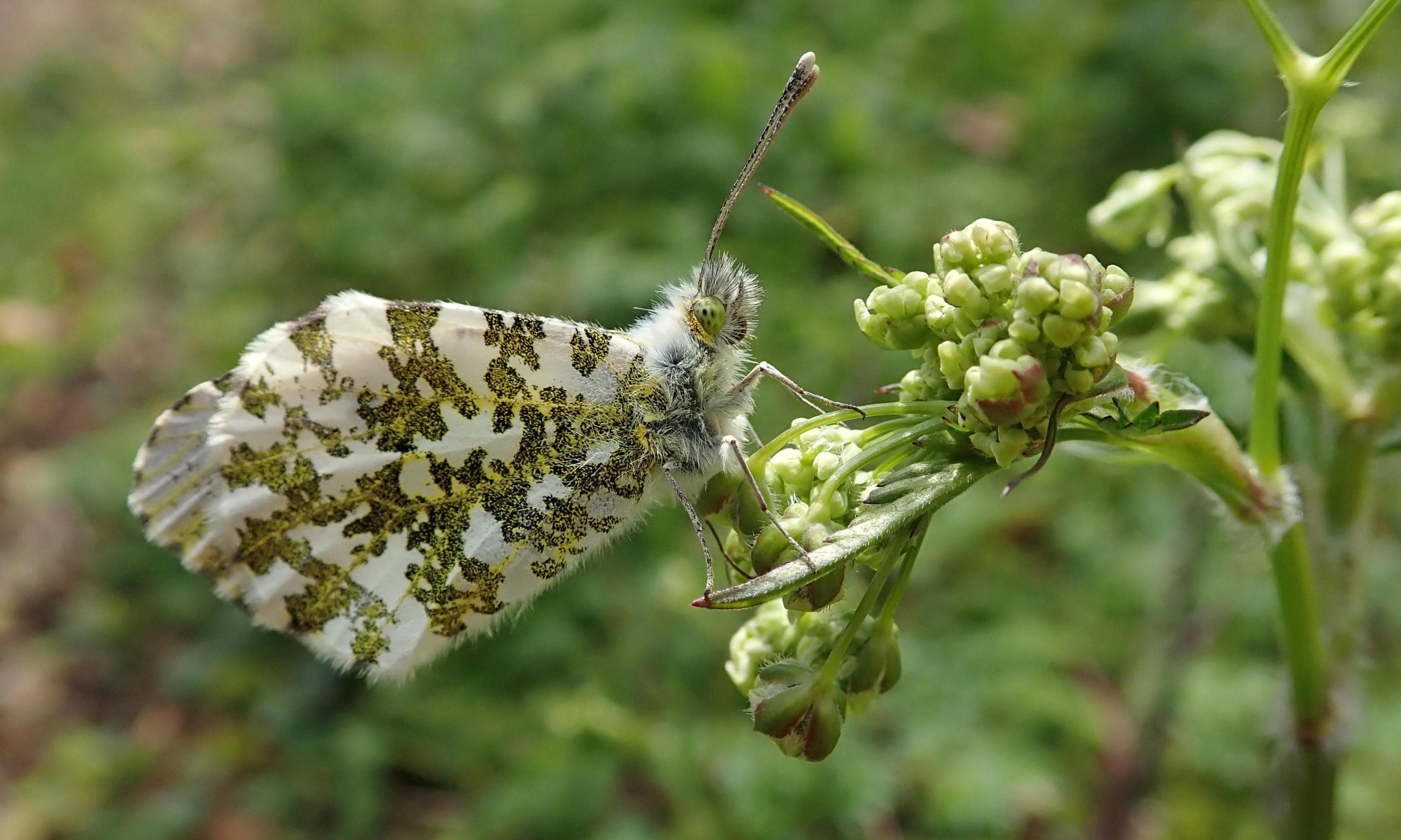 210501 orange-tip (2)
