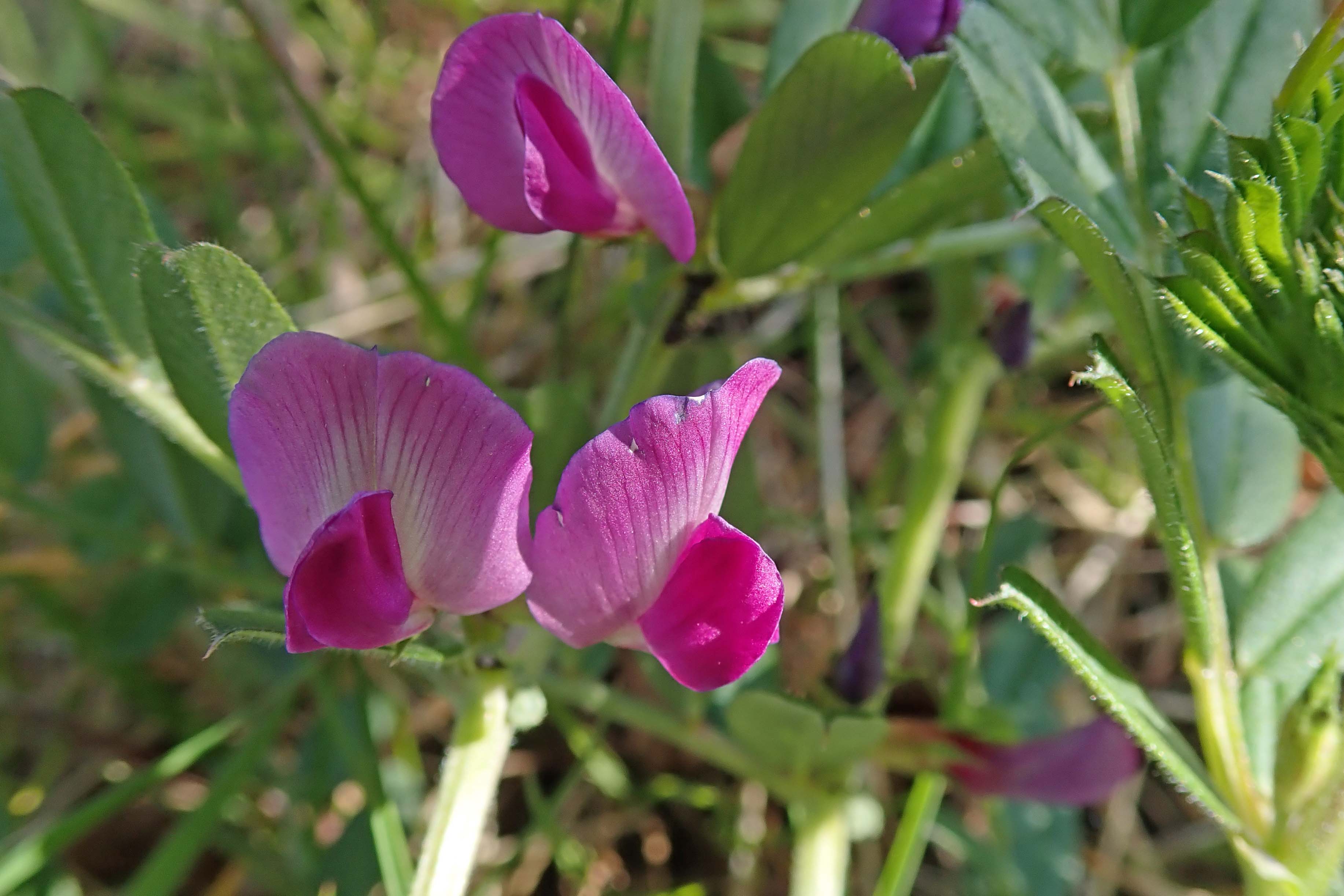 210502 common vetch