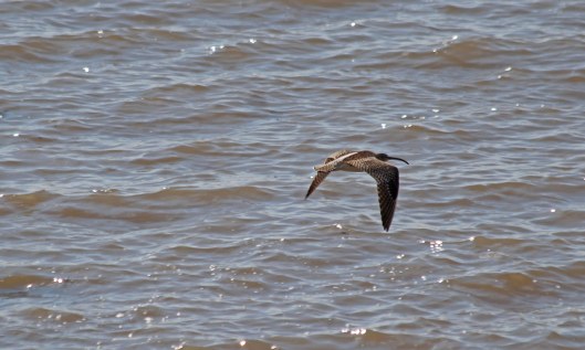 210503 whimbrel (1)