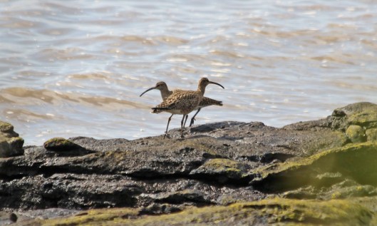 210503 whimbrel (2)