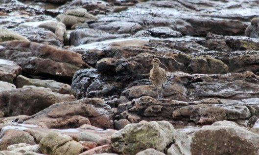 210503 whimbrel (3)