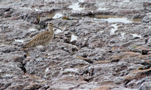 210503 whimbrel (4)
