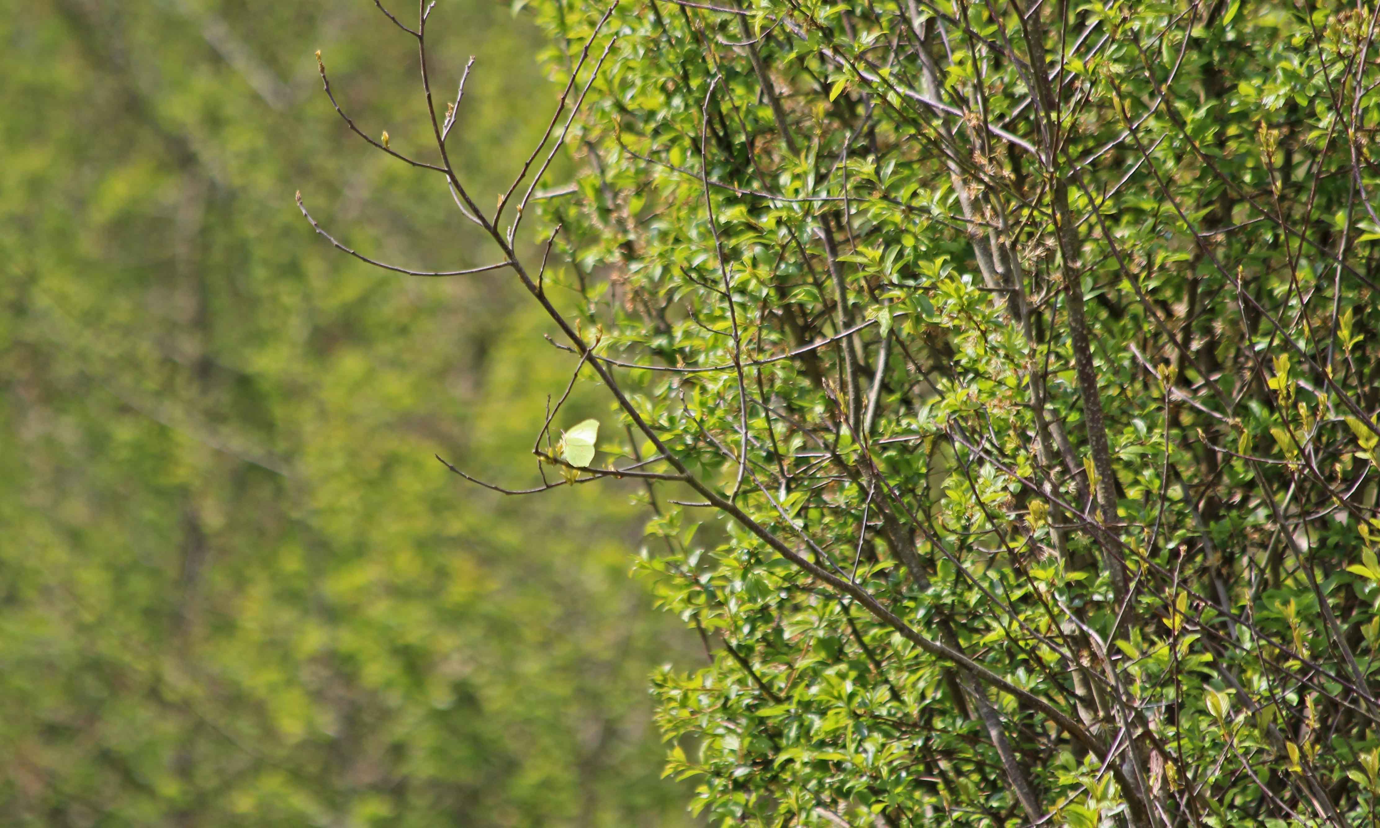 210504 brimstone eggs (2)