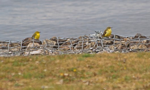 210505 yellow wagtails (1)