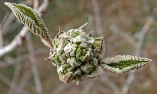 210506 wayfaring tree (3)