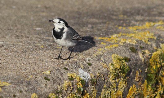210508 pied wagtail (3)