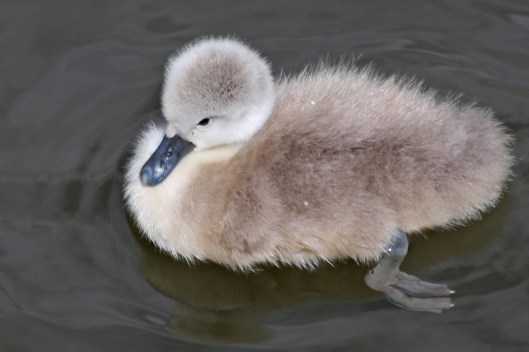 210510 cygnets (6)
