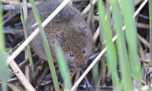 210511 water vole (3)