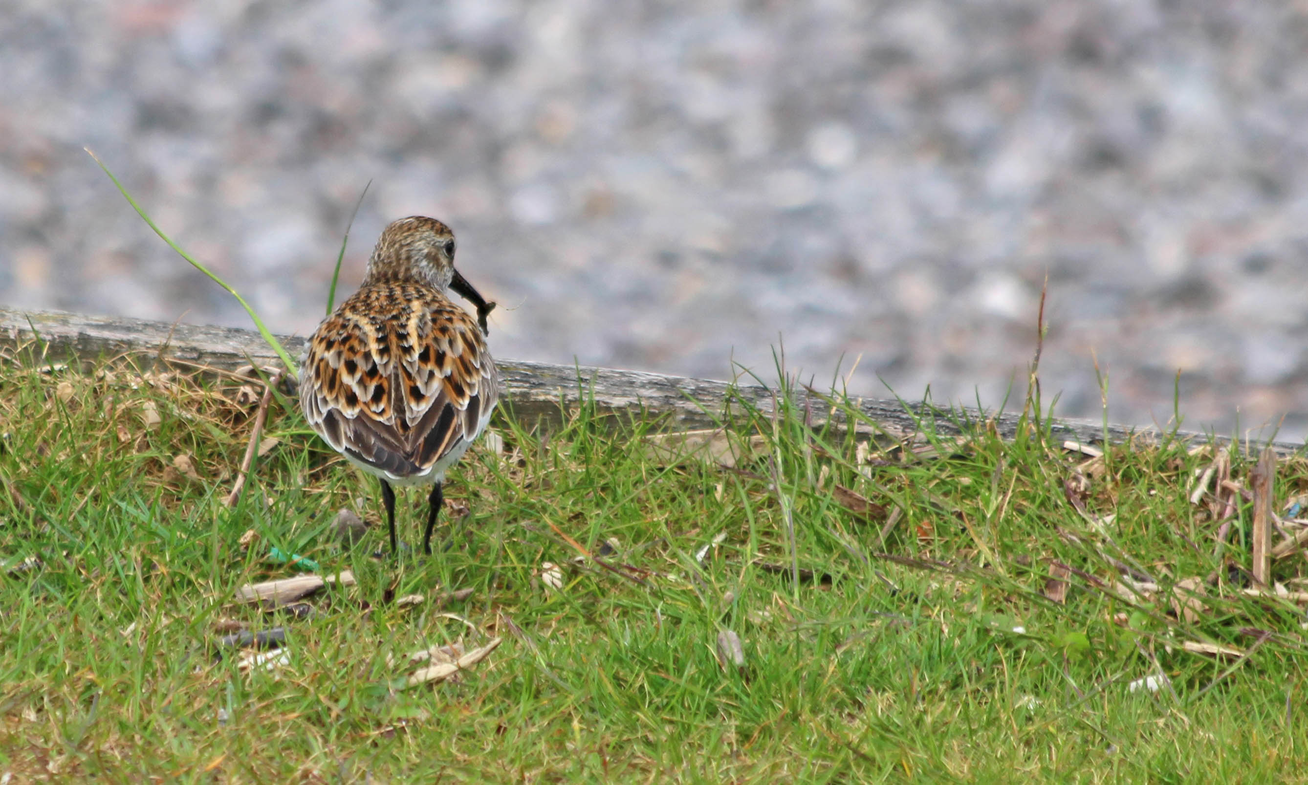 210512 dunlin (2)