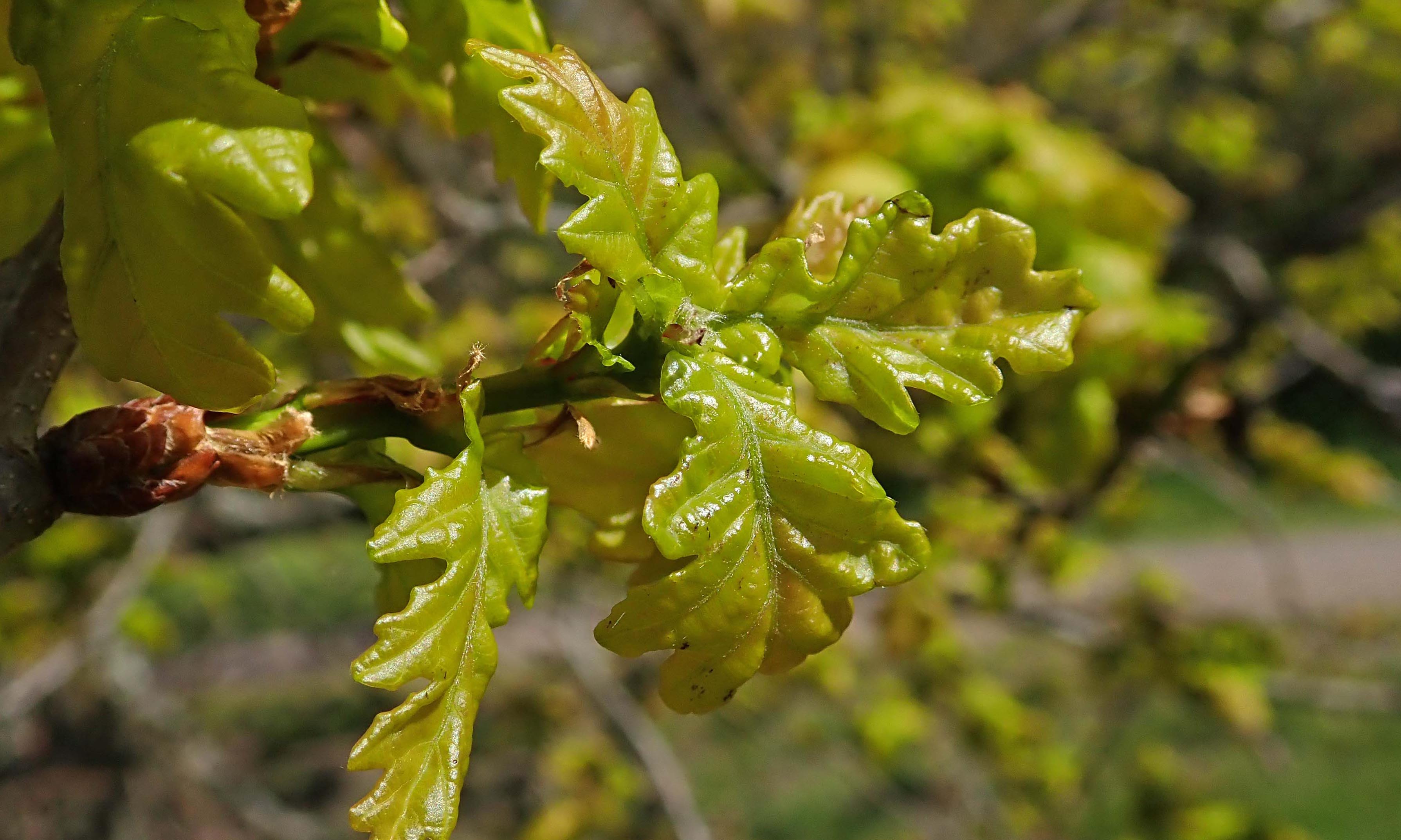 210514 oak burst (4)