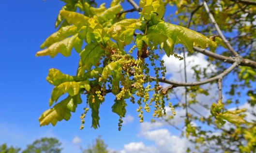 210514 oak burst (7)