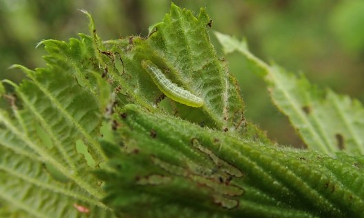 210515 winter moth (2)