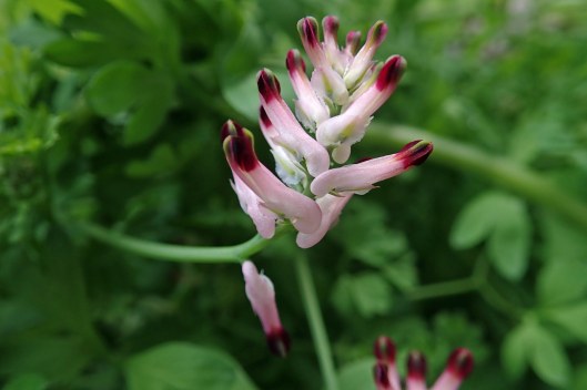 210516 common fumitory