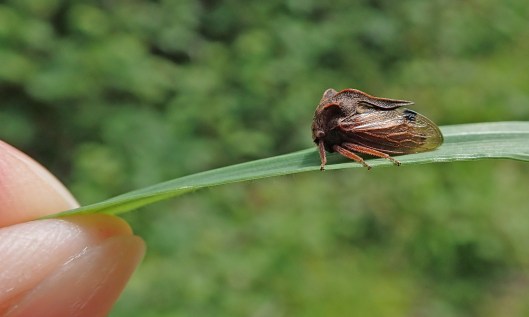 210517 Centrotus cornutus (2)