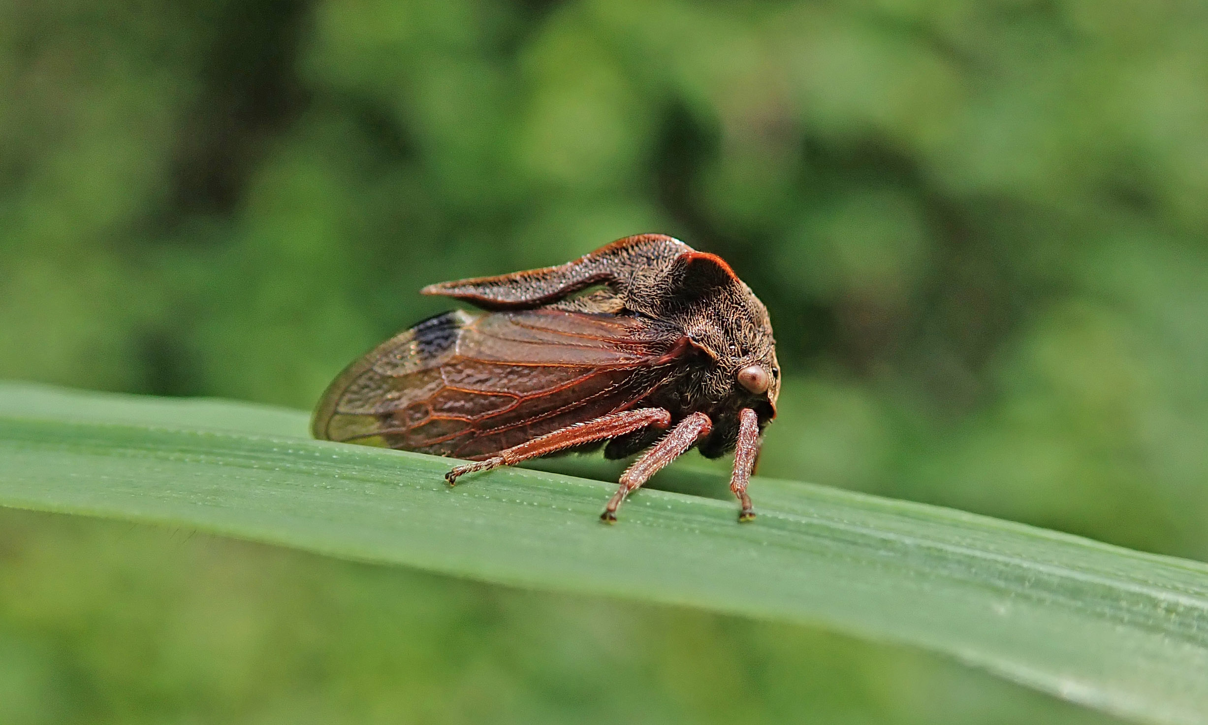210517 Centrotus cornutus (3)