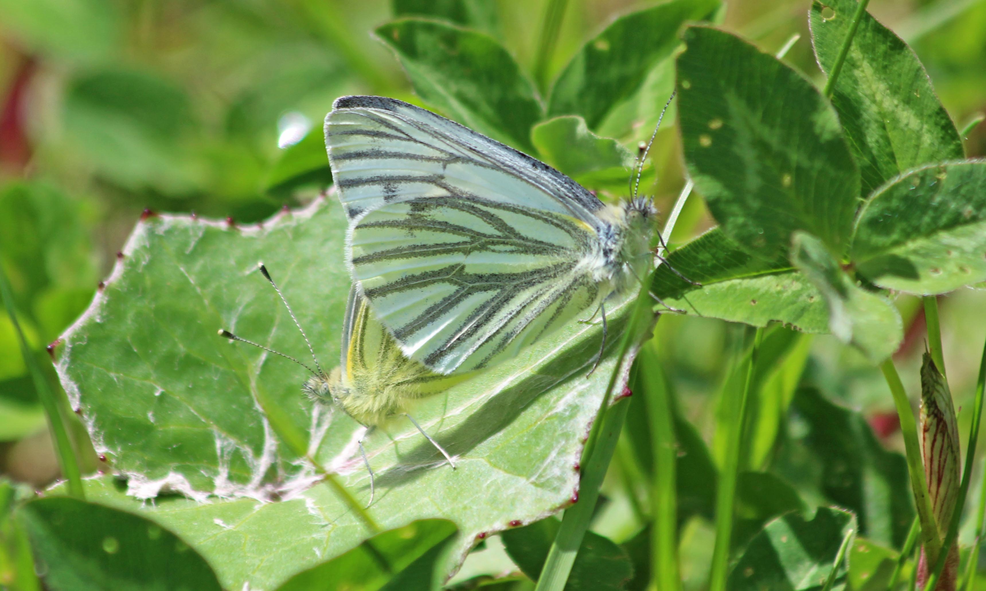 210524 green-veined whites