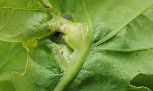 210525 Andricus curvator (1)