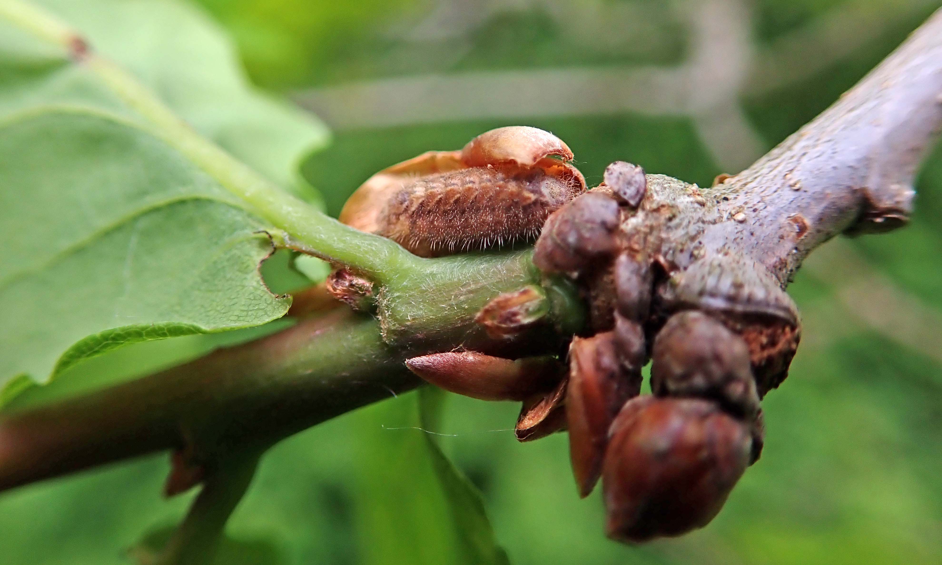 210526 purple hairstreak larva