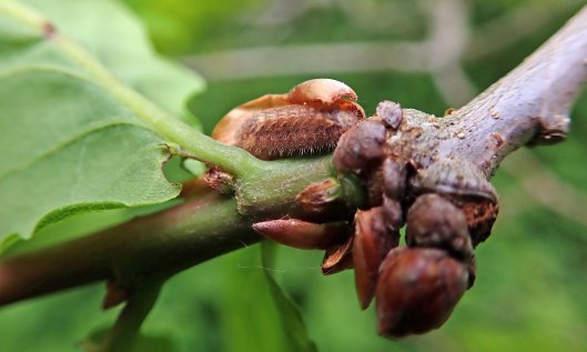 210526 purple hairstreak larva