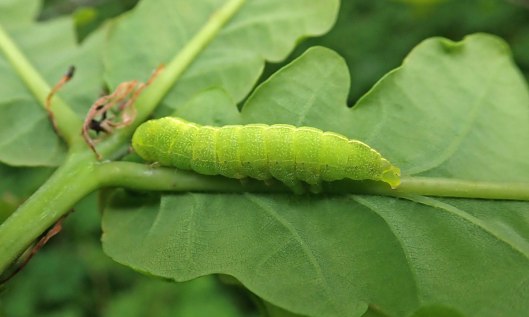 210527 brindled green larva