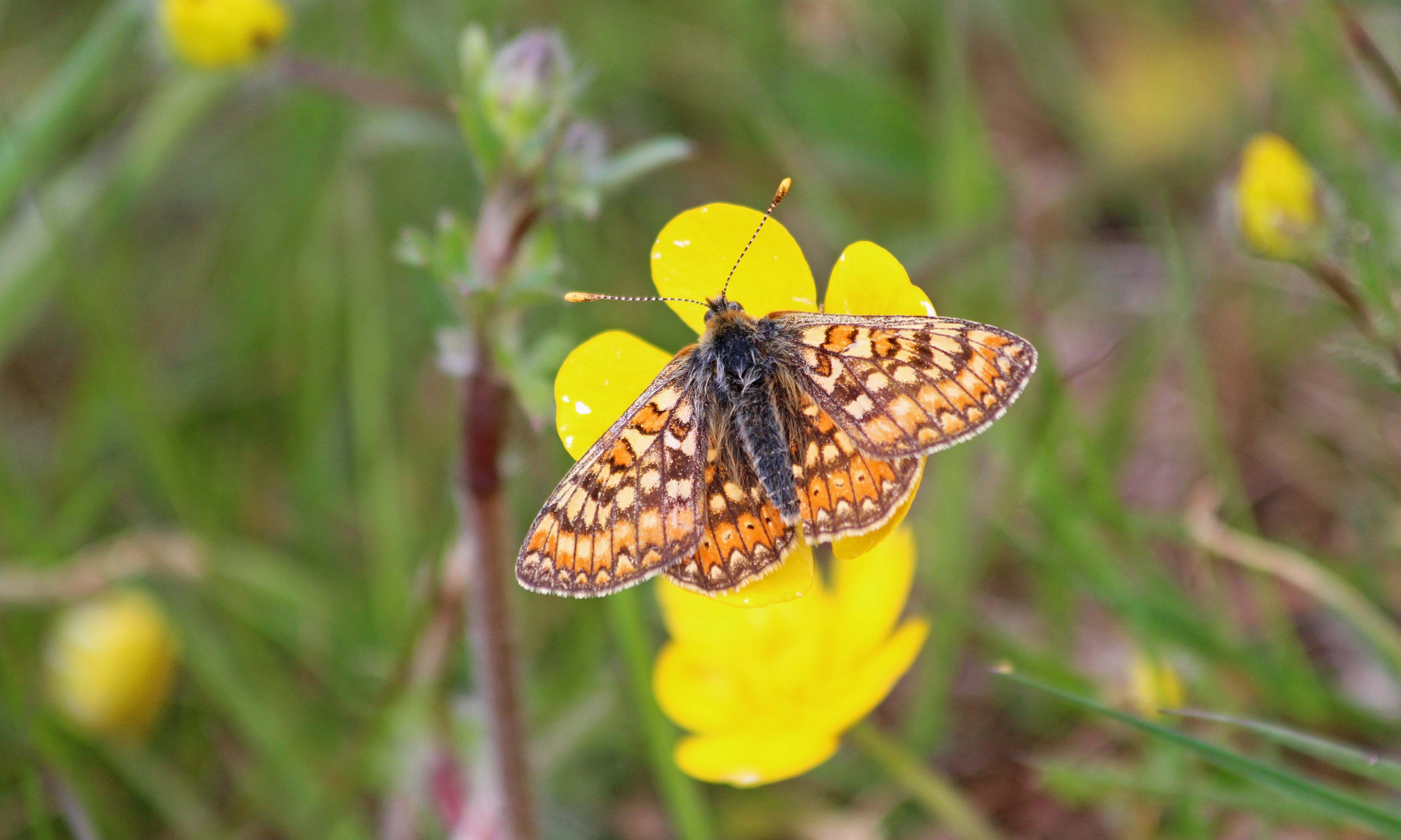 210529 marsh fritillary (1)