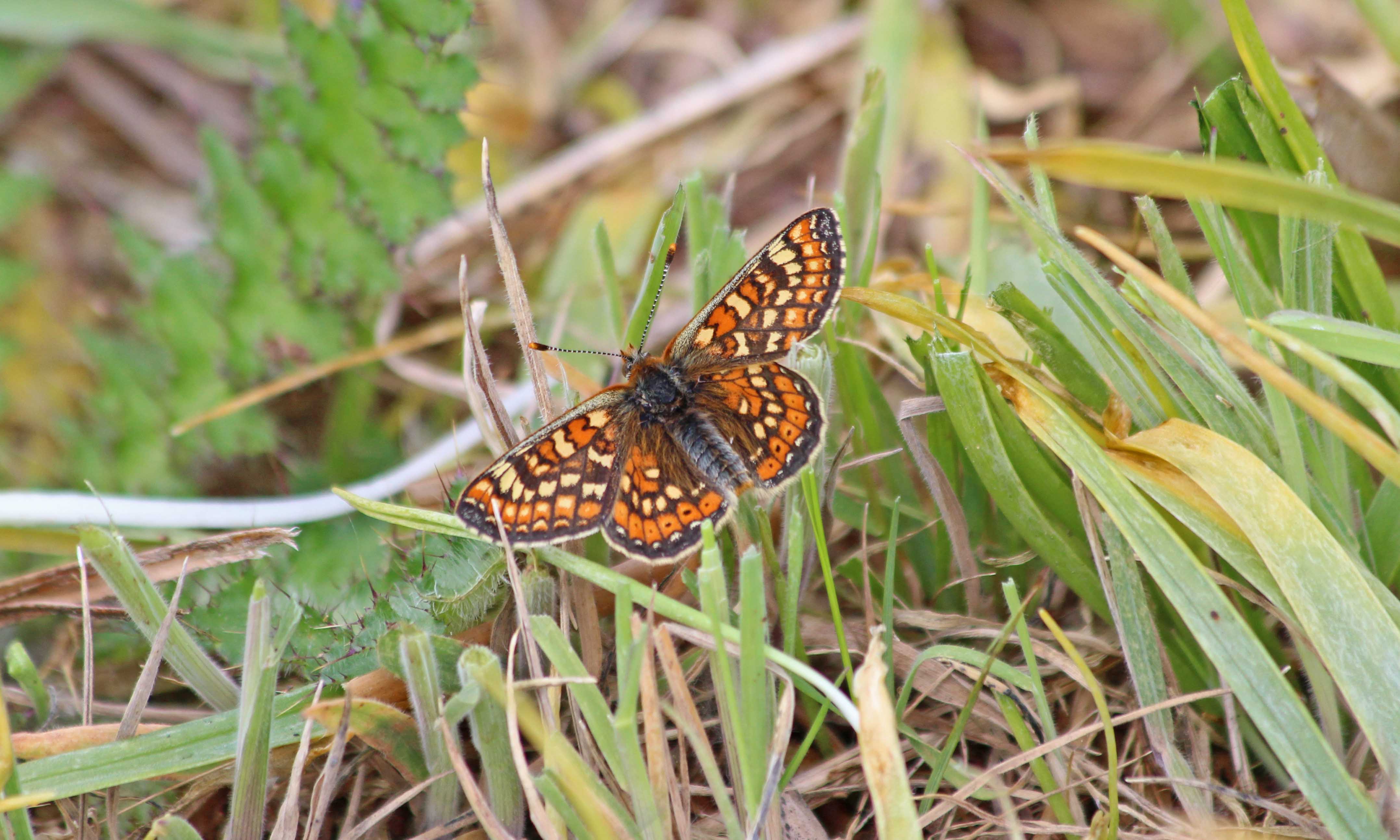 210529 marsh fritillary (2)