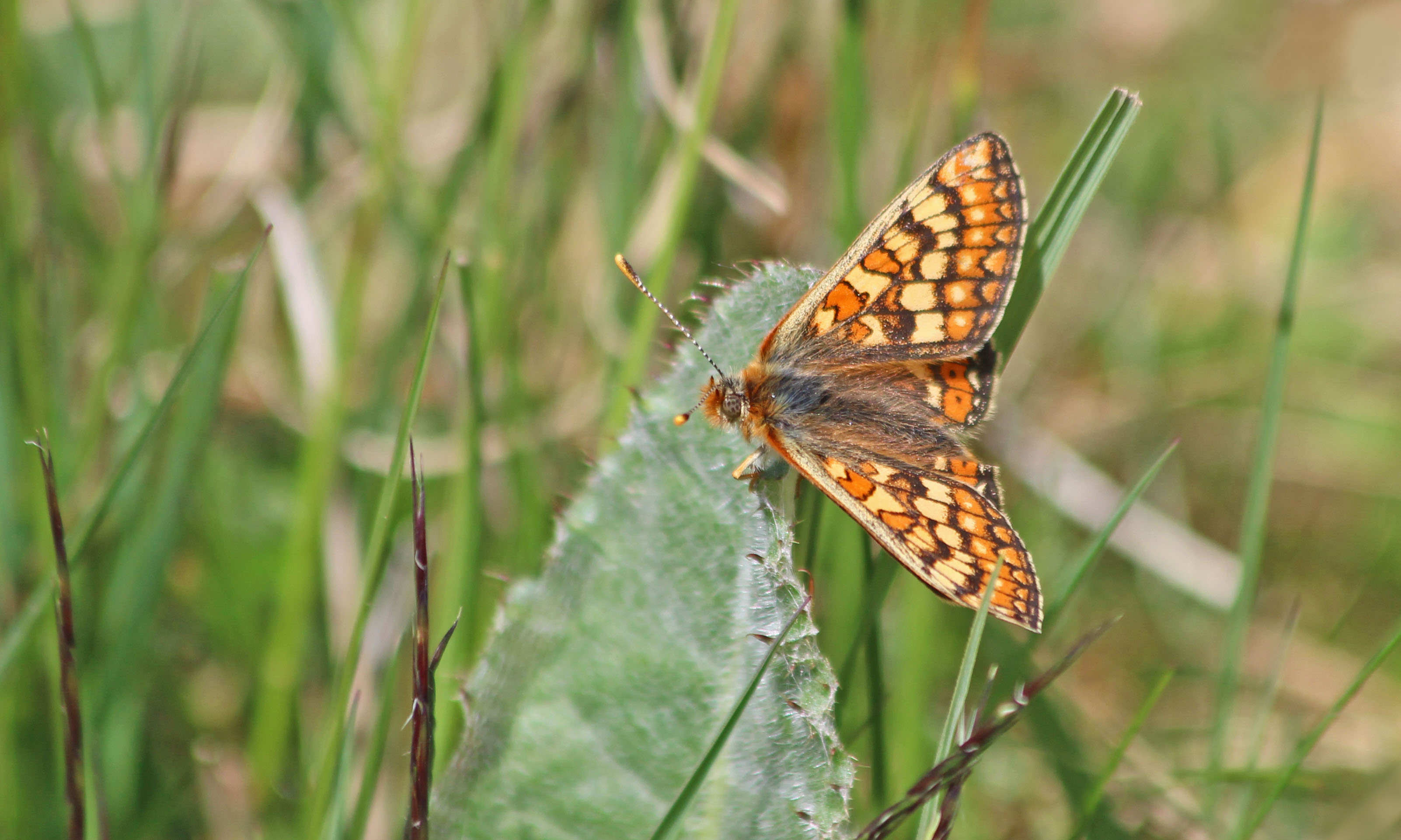 210529 marsh fritillary (3)
