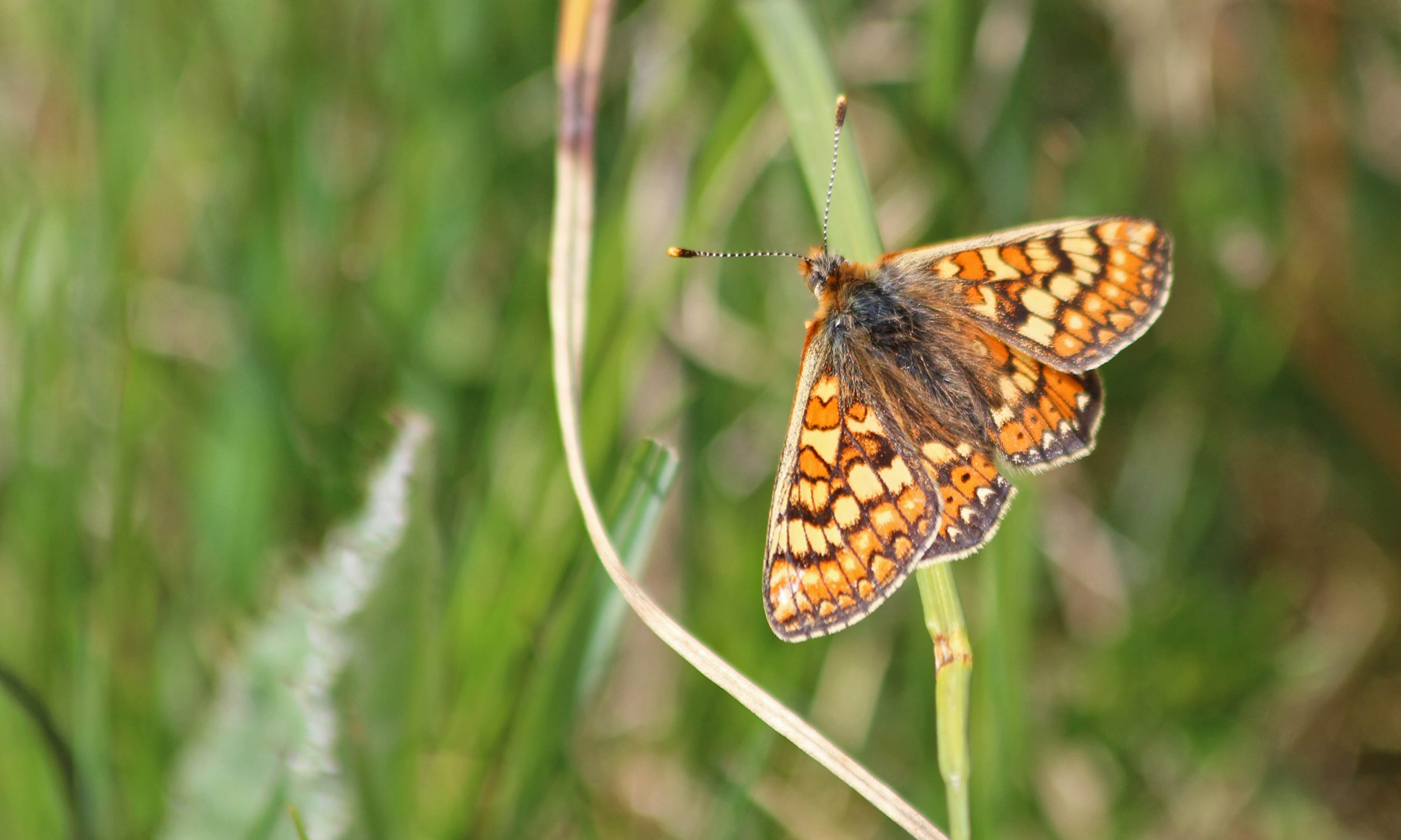 210529 marsh fritillary (4)