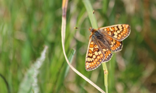 210529 marsh fritillary (4)