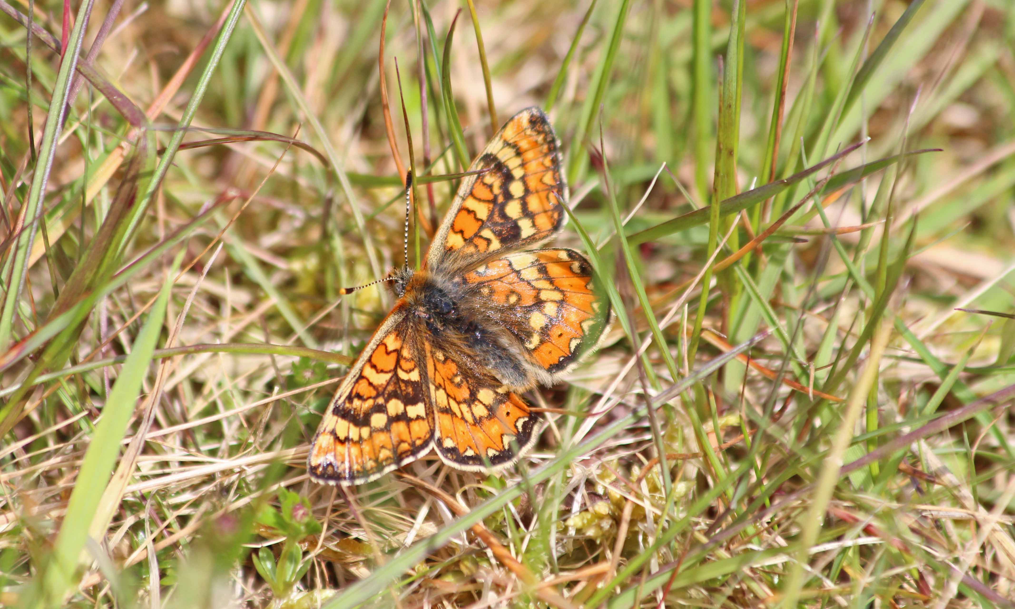 210529 marsh fritillary (5)