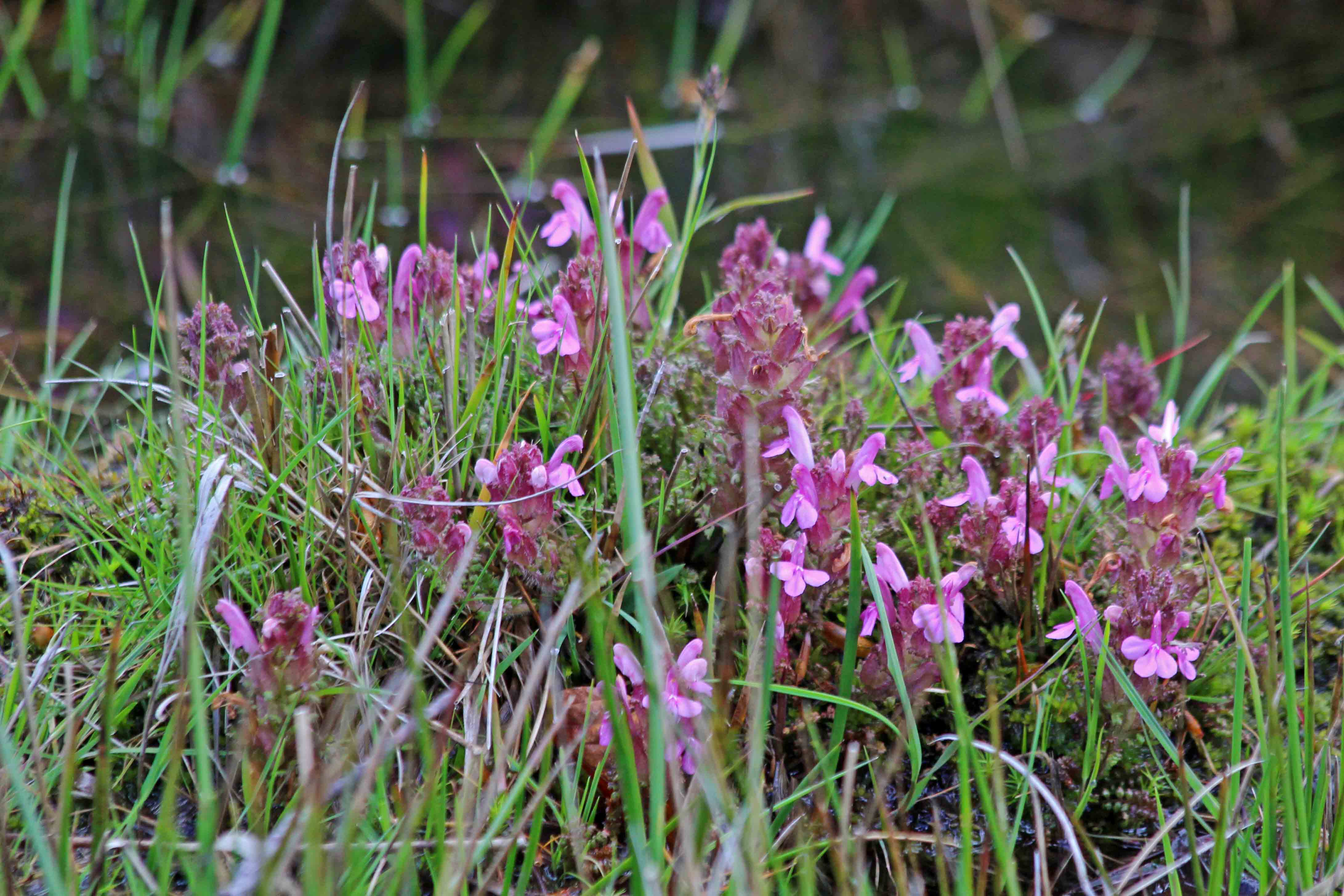 210530 lousewort (1)