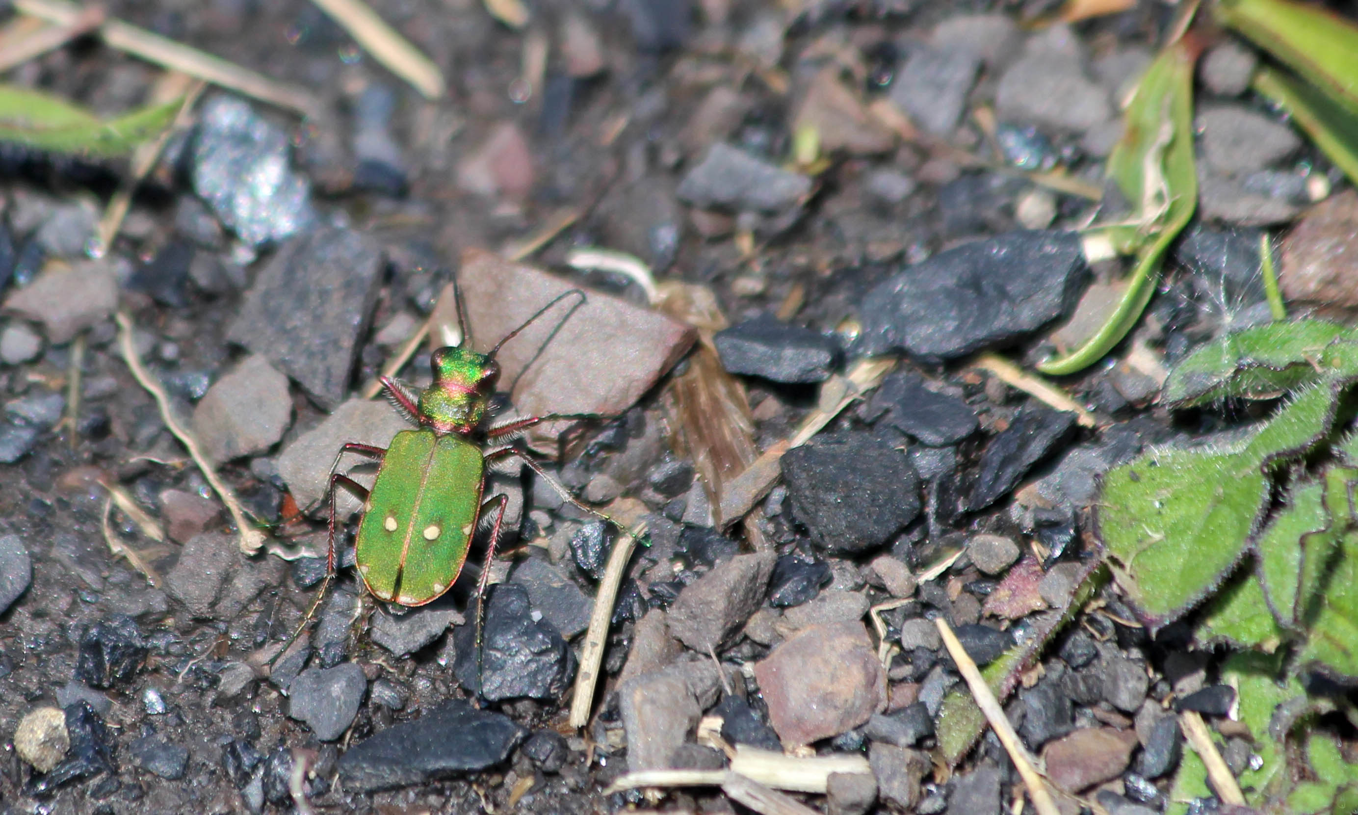 210531 green tiger beetle