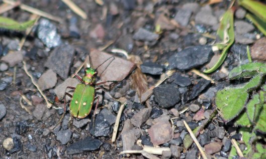 210531 green tiger beetle