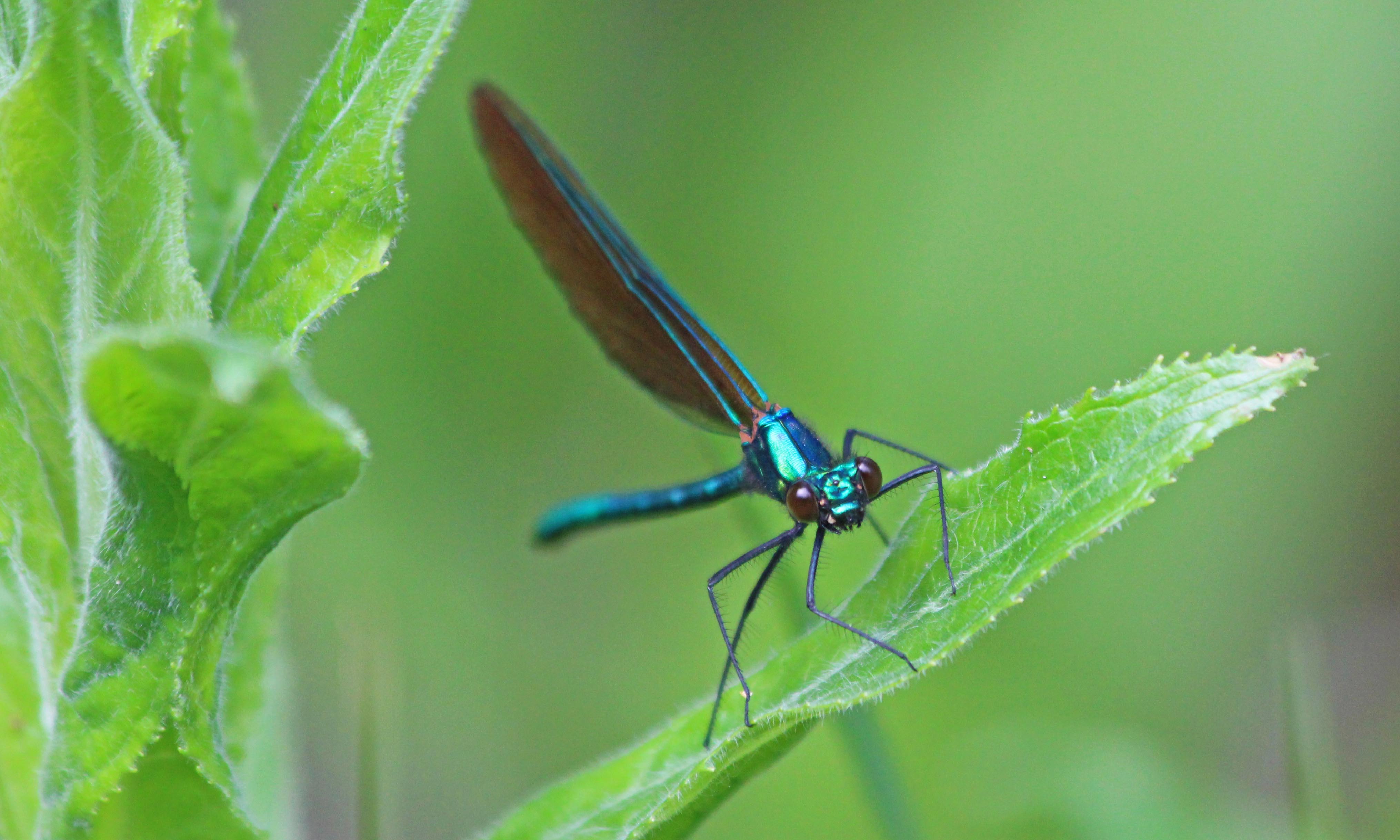 210601 beautiful demoiselle (1)