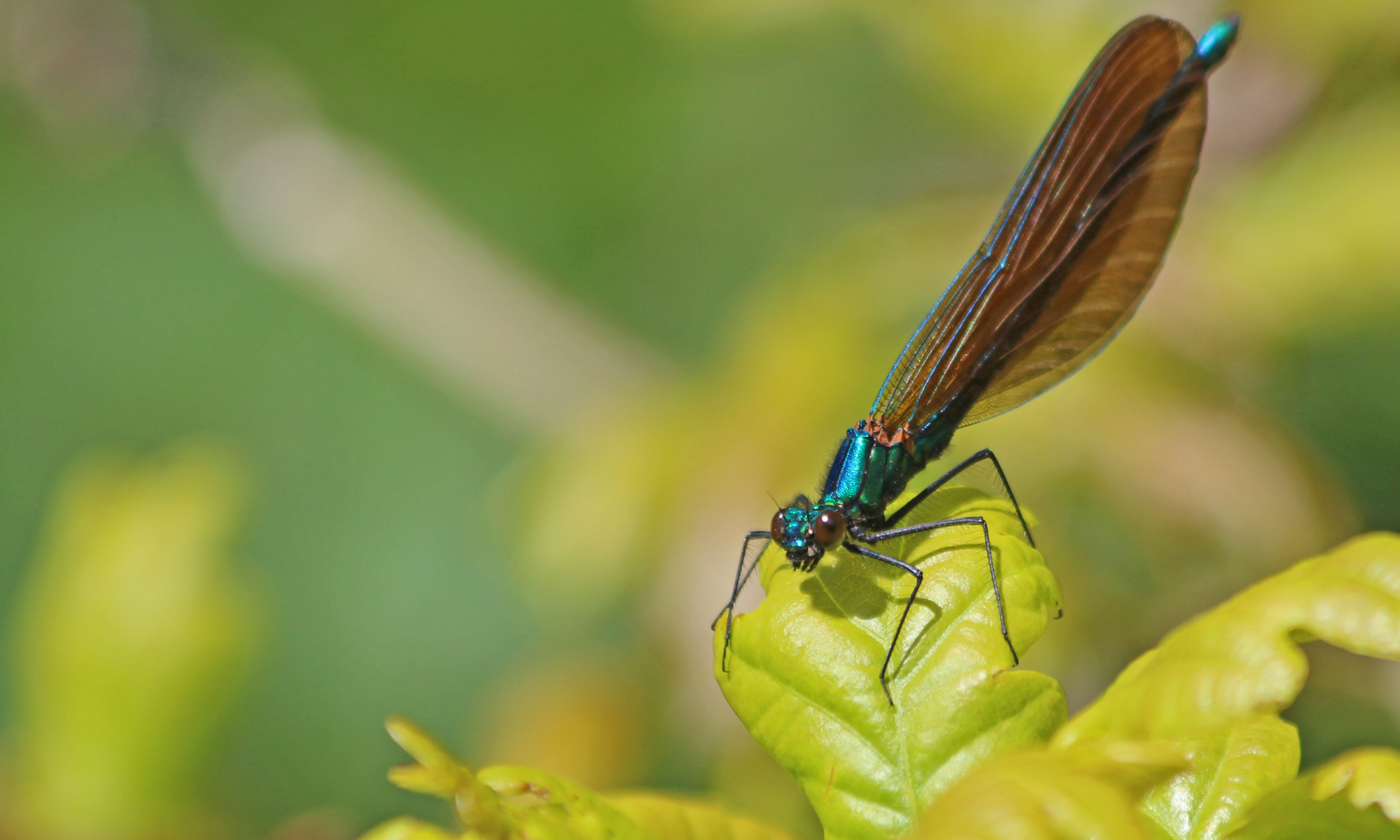 210601 beautiful demoiselle (2)