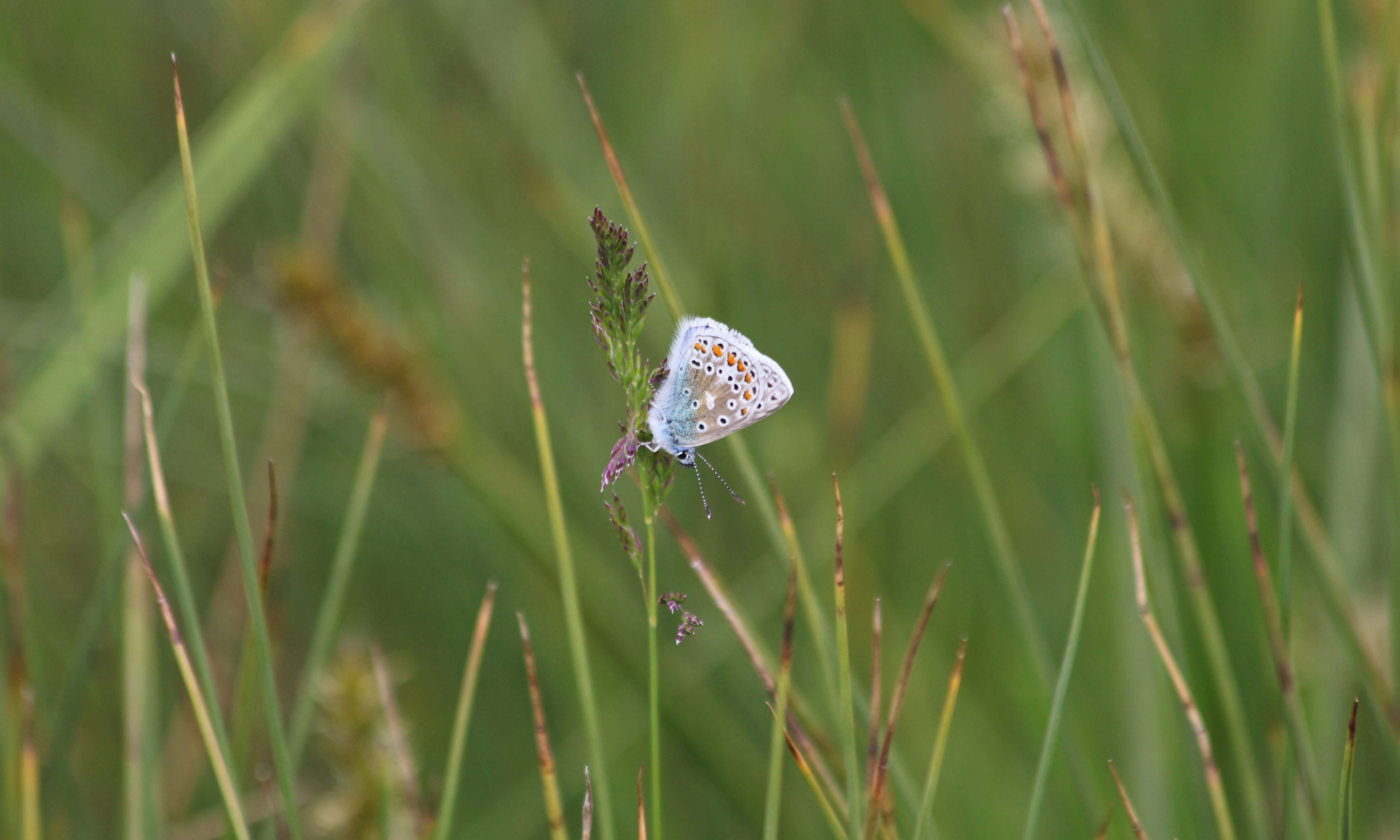 210602 roosting common blues (1)