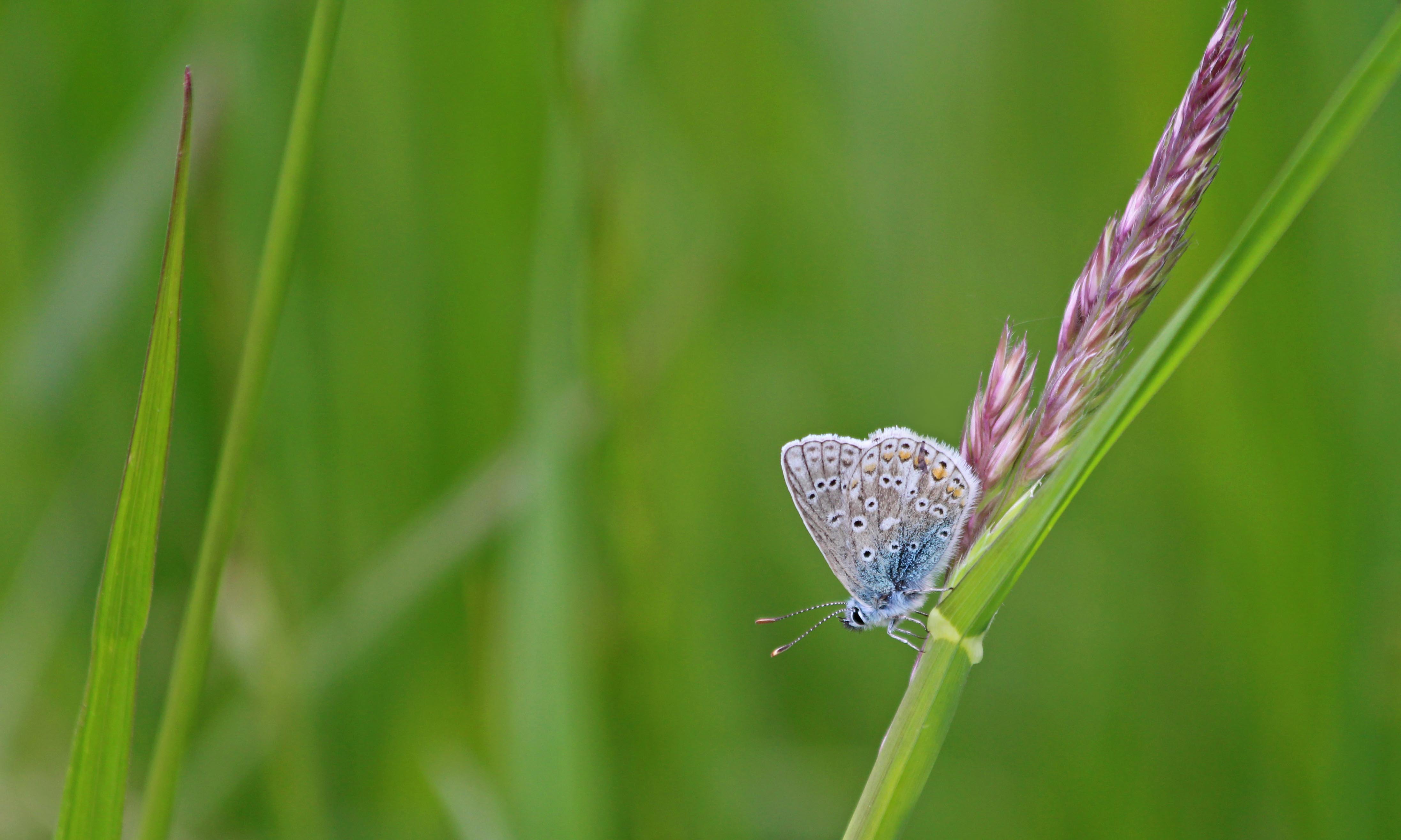 210602 roosting common blues (2)