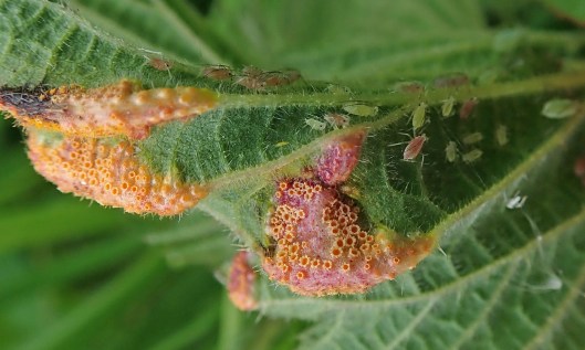 210604 nettle rust (3)