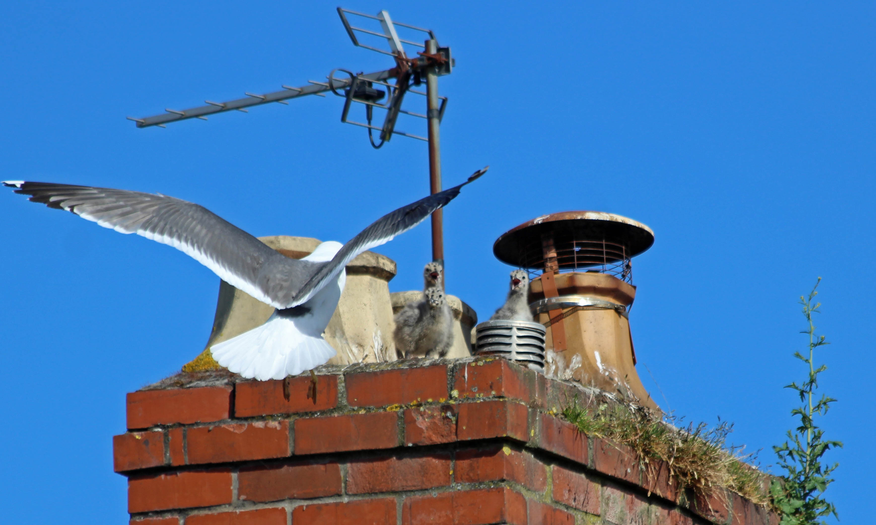 210605 LBB chicks (2)