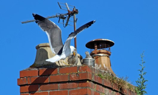 210605 LBB chicks (3)