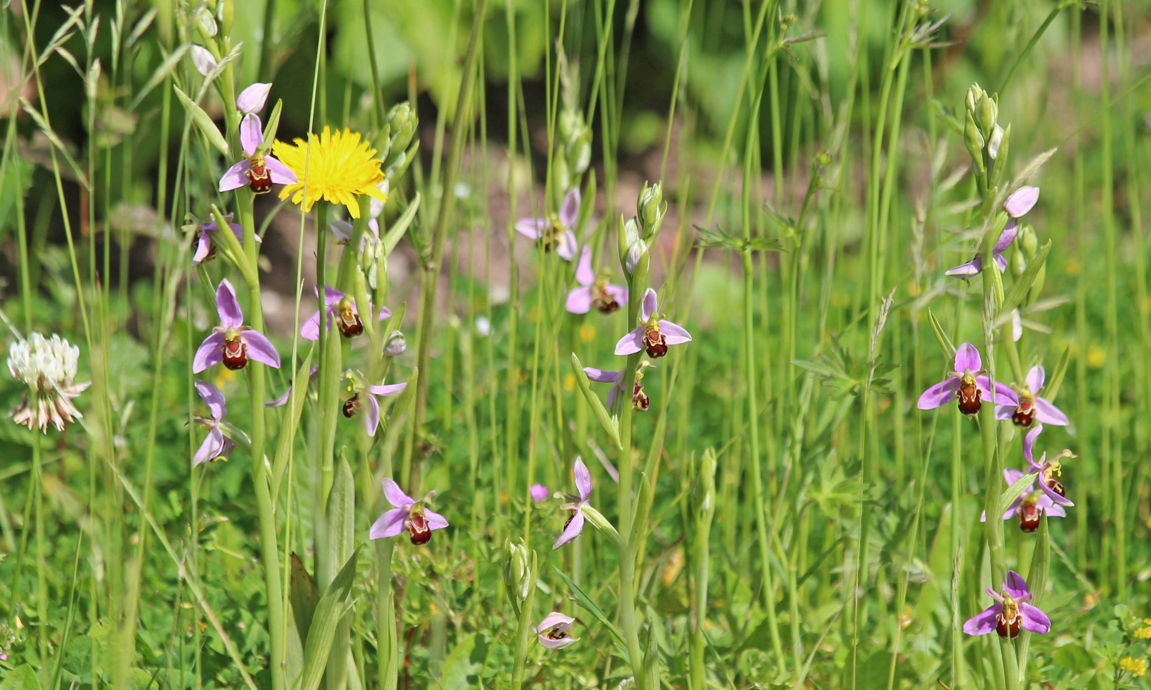 210606 bee orchids (1)