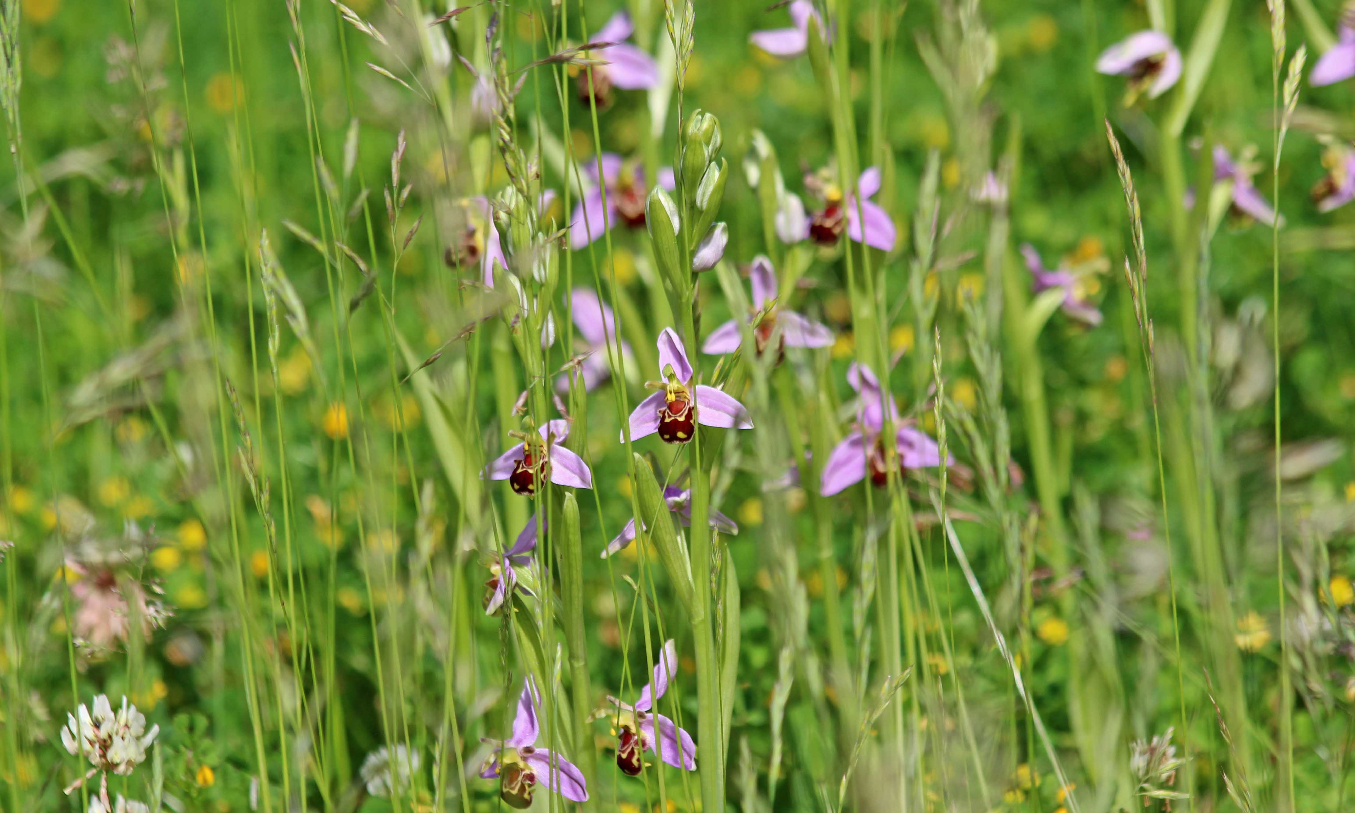 210606 bee orchids (3)